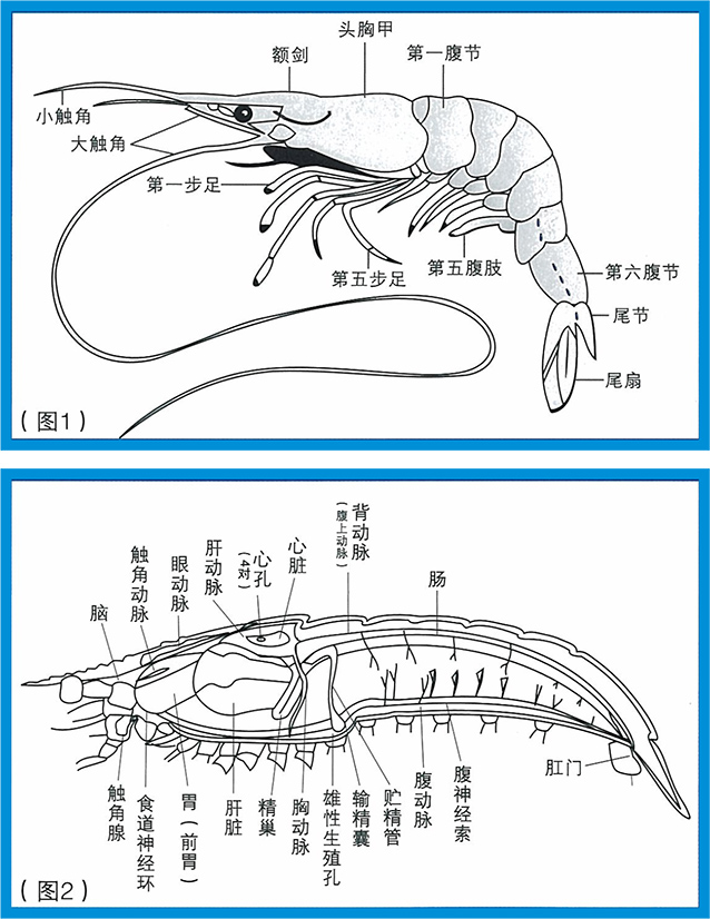 对虾的分类,外部特征和内部结构